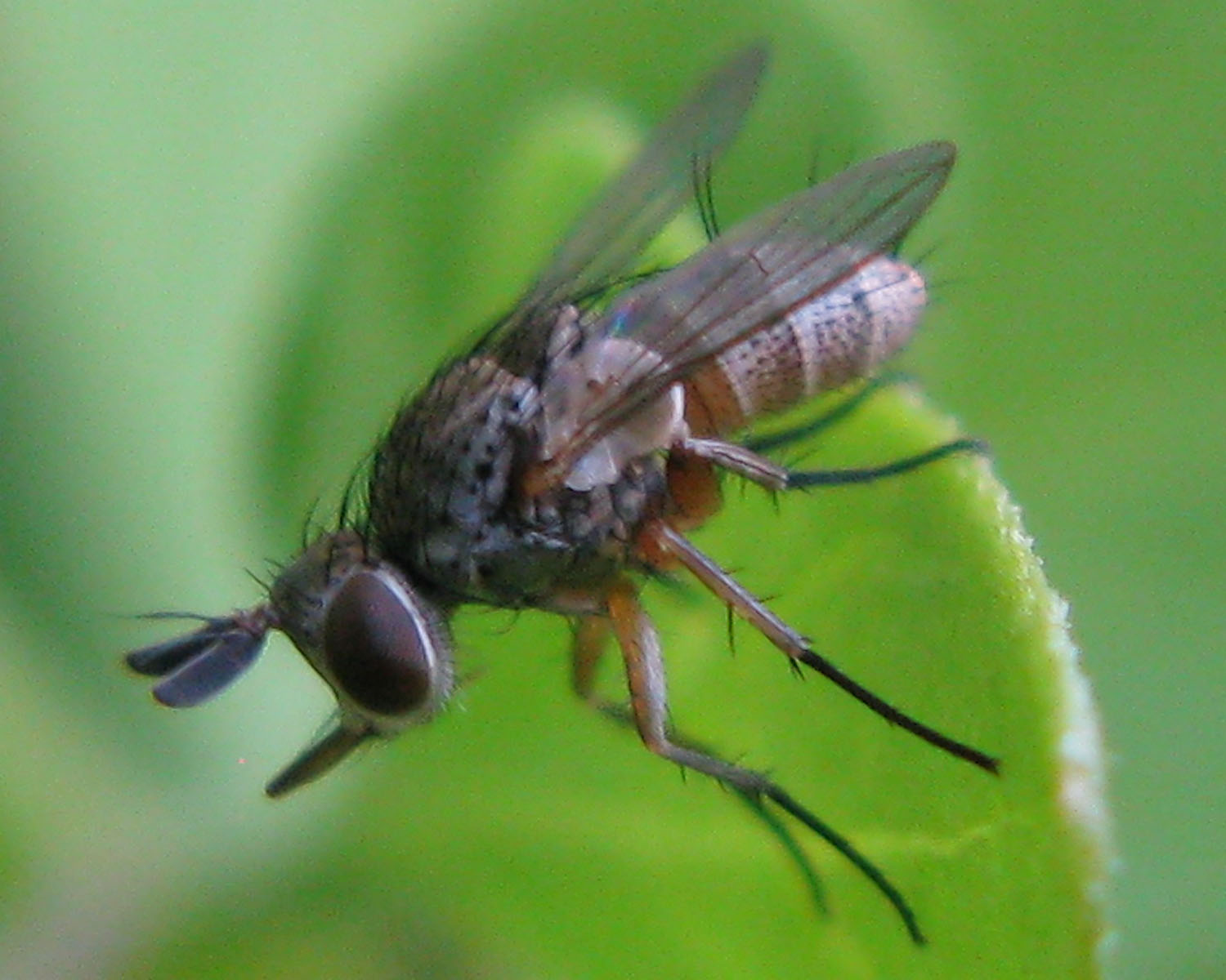 Tachinidae cf. Siphona sp.